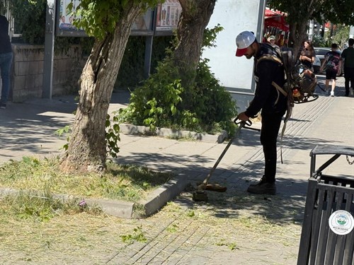 MUŞ'TA YEŞİL DOKUYA ÖZEN : ORTA REFÜJLERDE YOĞUN MESAİ
